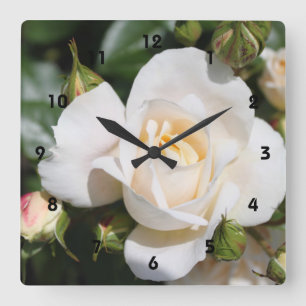 Reloj Cuadrado beautiful white rose flower. love and romance