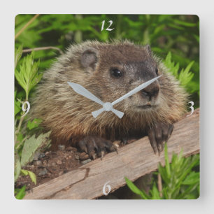 Reloj Cuadrado Bebé Adorable Groundhog, Woodchuck