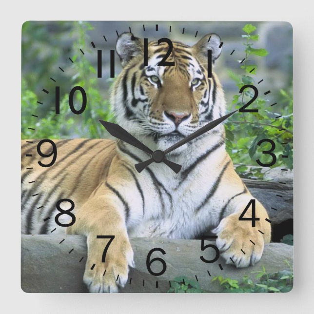 Reloj Cuadrado Bella tigre (Anverso)