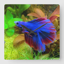 Reloj Cuadrado Betta Splendens