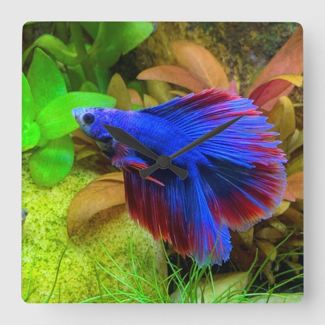 Reloj Cuadrado Betta Splendens (Anverso)