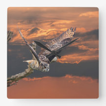 Birds of prey owl photograph in the sunset clock