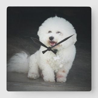 Reloj Cuadrado Bischon Frise Wall Clock