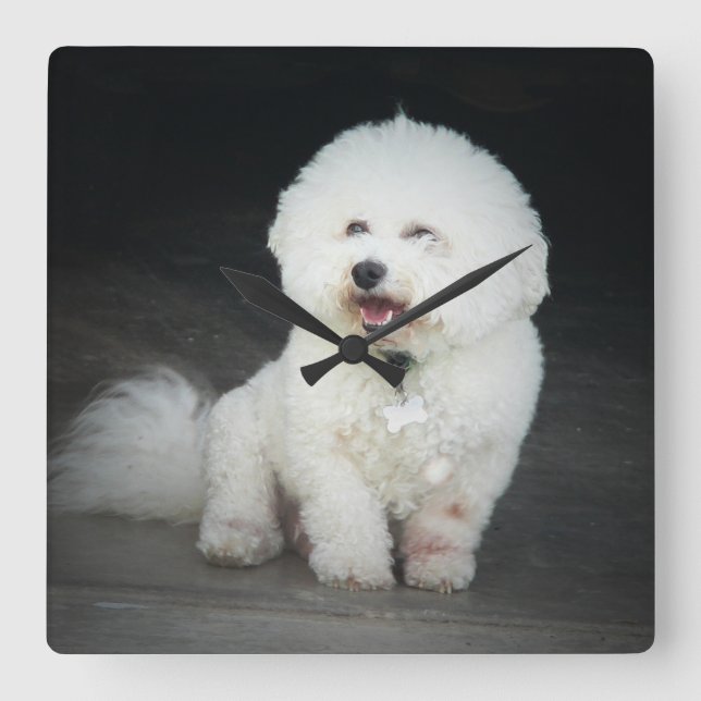 Reloj Cuadrado Bischon Frise Wall Clock (Anverso)