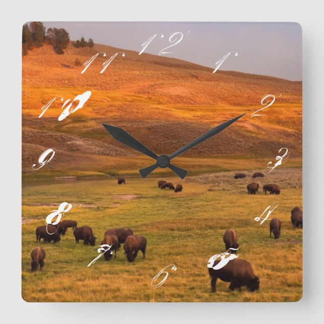 Reloj Cuadrado Bison Grazing en Hill en Hayden Valley (Anverso)