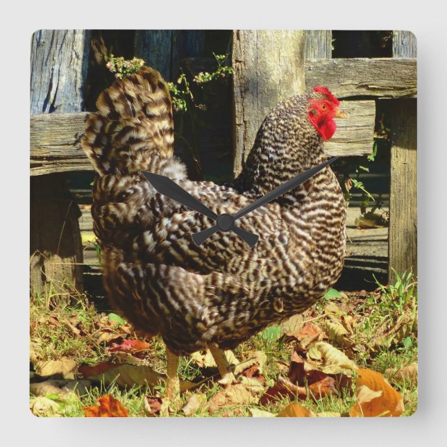 Reloj Cuadrado Black and white Chicken (Anverso)