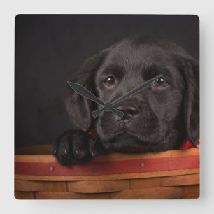 Reloj Cuadrado Black labrador retriever puppy in a basket