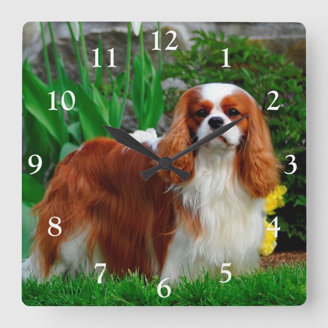Reloj Cuadrado Blenheim Cavalier King Charles Spaniel Dog (Anverso)