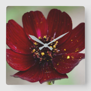 Reloj Cuadrado Bonito chocolate Cosmos Flor 