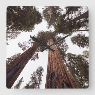 Reloj Cuadrado bosque, árbol