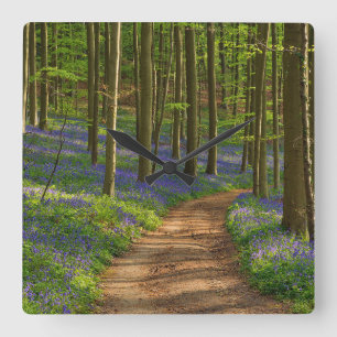 Reloj Cuadrado Bosques Bosque de Bluebell en Bélgica