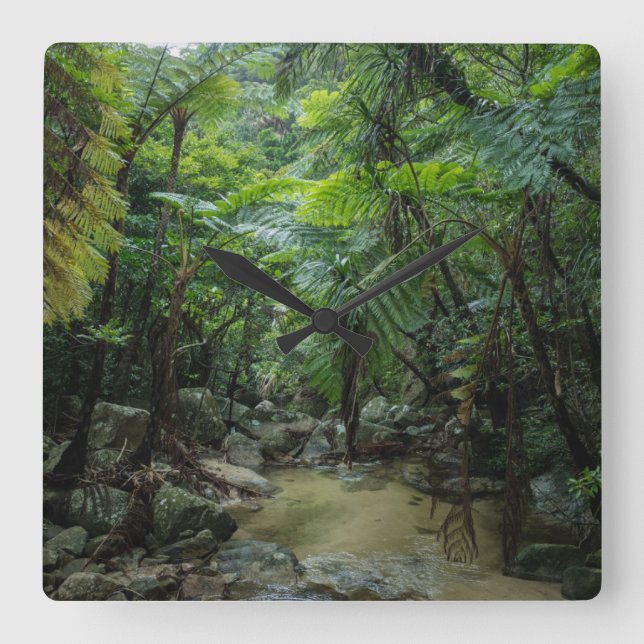 Reloj Cuadrado Bosques | Parque nacional Iriomote Ishigaki (Anverso)