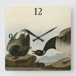 Reloj Cuadrado Brant Goose (Brant) de Audubon Birds of America