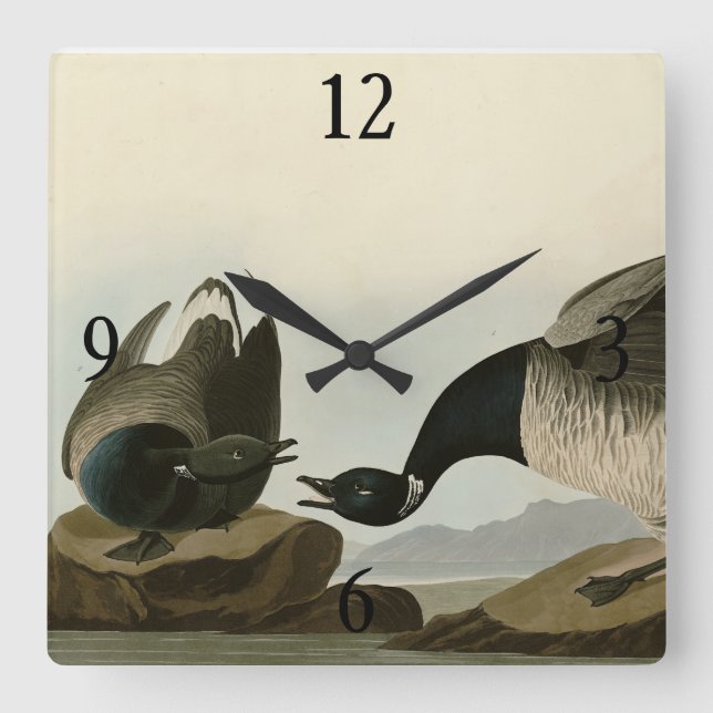Reloj Cuadrado Brant Goose (Brant) de Audubon Birds of America (Anverso)