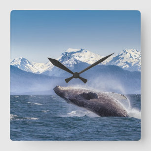 Reloj Cuadrado Breaching Humpback Whale In Alaska