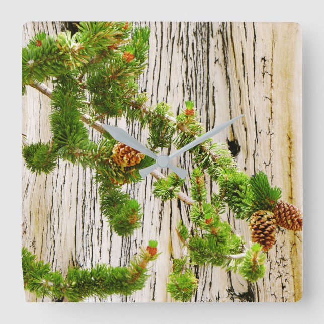 Reloj Cuadrado Bristlecone Pine (Anverso)