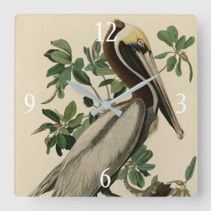 Reloj Cuadrado Brown Pelican de los pájaros de América de Audubon