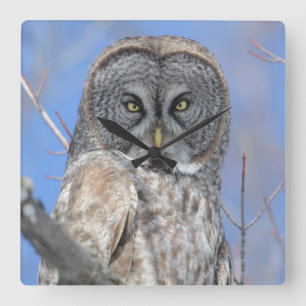 Reloj Cuadrado Búho