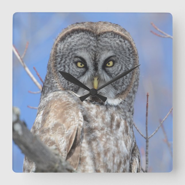 Reloj Cuadrado Búho (Anverso)