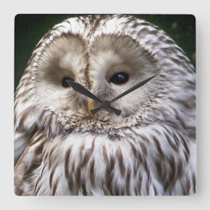 RELOJ CUADRADO BÚHOS