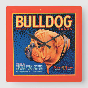 Reloj Cuadrado Bulldog sobre un fondo azul
