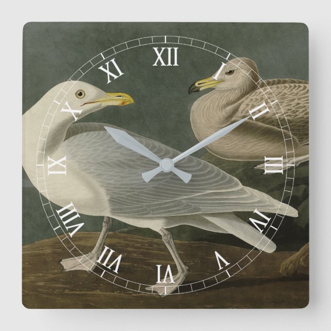Reloj Cuadrado Burgomaster Gull - de Aves de América en Audubon (Anverso)