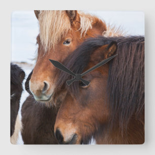 Reloj Cuadrado Caballo islandés durante el invierno en Islandia 3
