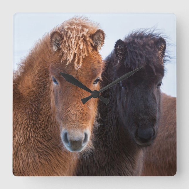 Reloj Cuadrado Caballo islandés durante invierno en Islandia 2 (Anverso)