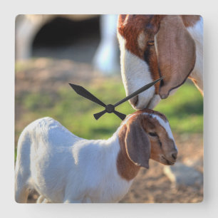 Reloj Cuadrado Cabra y bebé de la madre