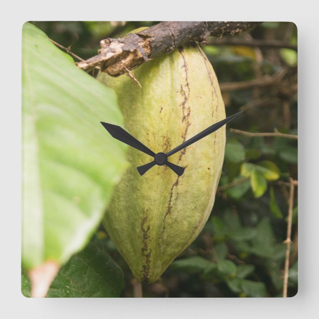 Reloj Cuadrado cacao pod (Anverso)