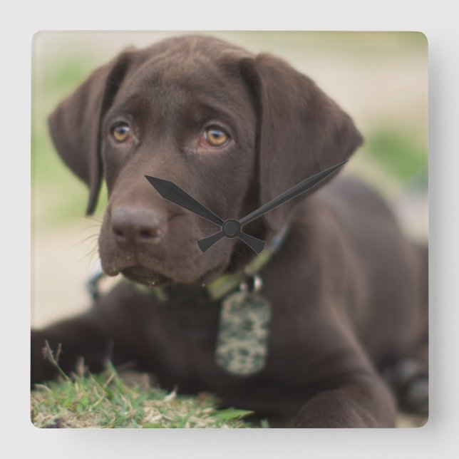 Reloj Cuadrado Cachorro de Chocolate Lab (Anverso)