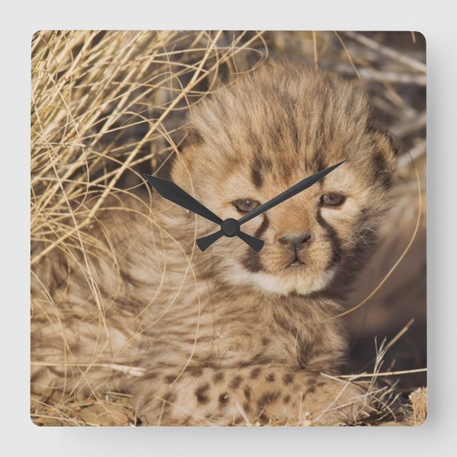 Reloj Cuadrado cachorro macho de 19 días. Namibia (Anverso)