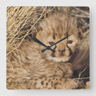Reloj Cuadrado cachorro macho de 19 días. Namibia