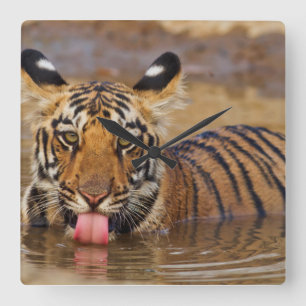 Reloj Cuadrado Cachorro real del tigre de Bengala, agua potable