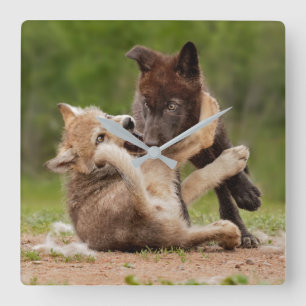 Reloj Cuadrado Cachorros de lobo gris luchando