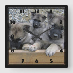 Reloj Cuadrado Cachorros elkhound noruegos