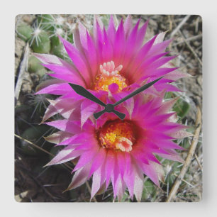Reloj Cuadrado Cactus de bola F5 "Escobaria vivipara"
