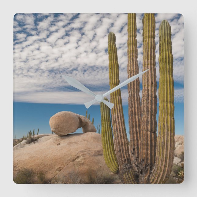 Reloj Cuadrado Cactus En Escenario Desértico (Anverso)