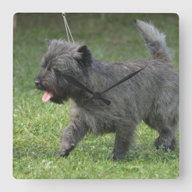 Reloj Cuadrado cairn-terrier-2.jpg (Anverso)