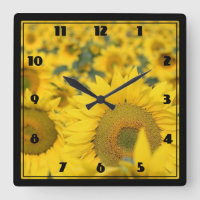 Campo amarillo de girasoles, fotografía