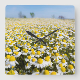Reloj Cuadrado Campo Chamomile, Hungría