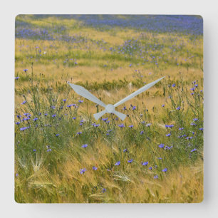 Reloj Cuadrado Campo Cornflowers
