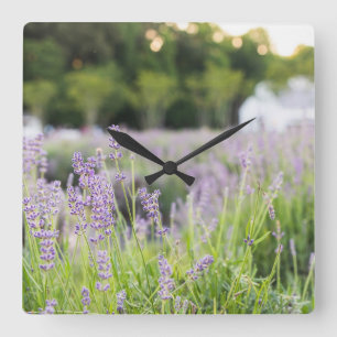 Reloj Cuadrado Campo de lavanda tranquila