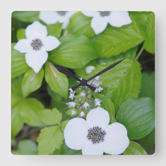 Reloj Cuadrado Canadá, Columbia Británica. Dogwood enana (Anverso)