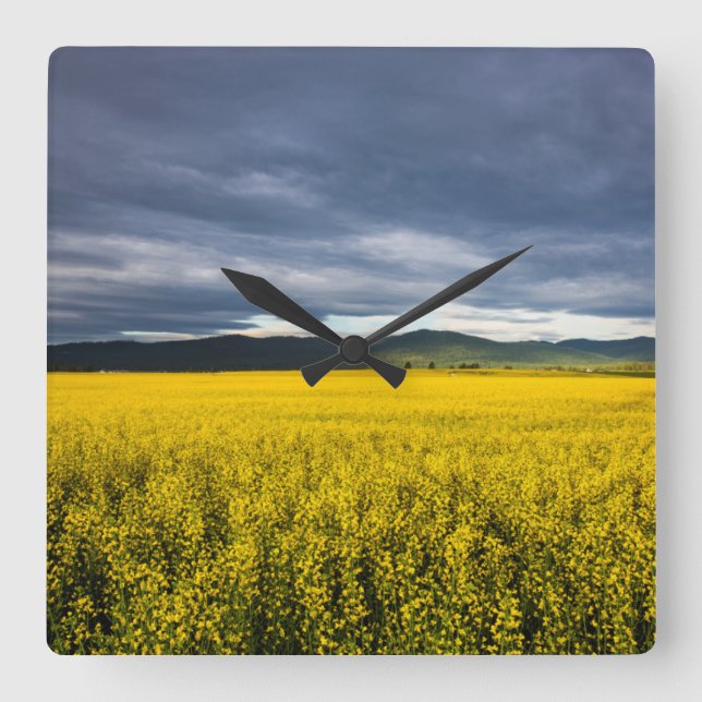 Reloj Cuadrado Canola field in morning light in the Flathead (Anverso)