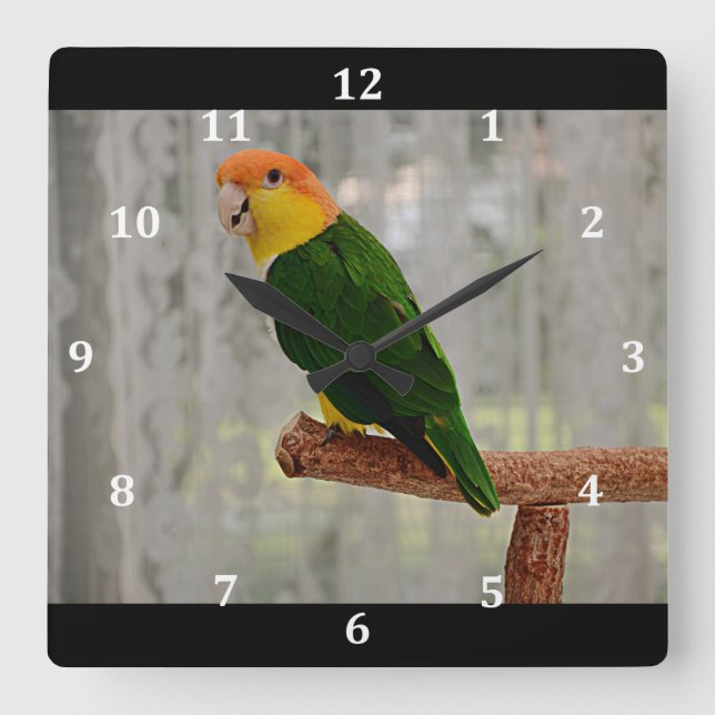 Reloj Cuadrado Canto White Bellie Caique Parrot (Anverso)