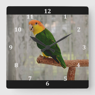 Reloj Cuadrado Canto White Bellie Parrot