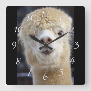 Reloj Cuadrado Cara de alpaca linda   