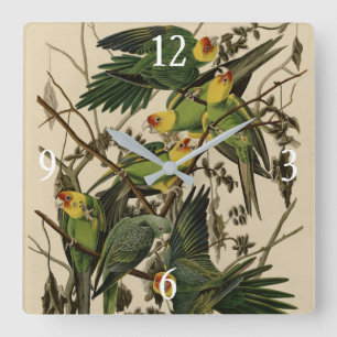 Reloj Cuadrado Carolina Parrot de Aves de América de Audubon