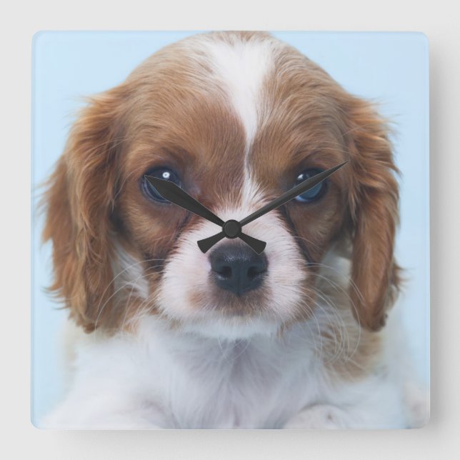 Reloj Cuadrado Cavalier King Charles Spaniel Puppy (Anverso)